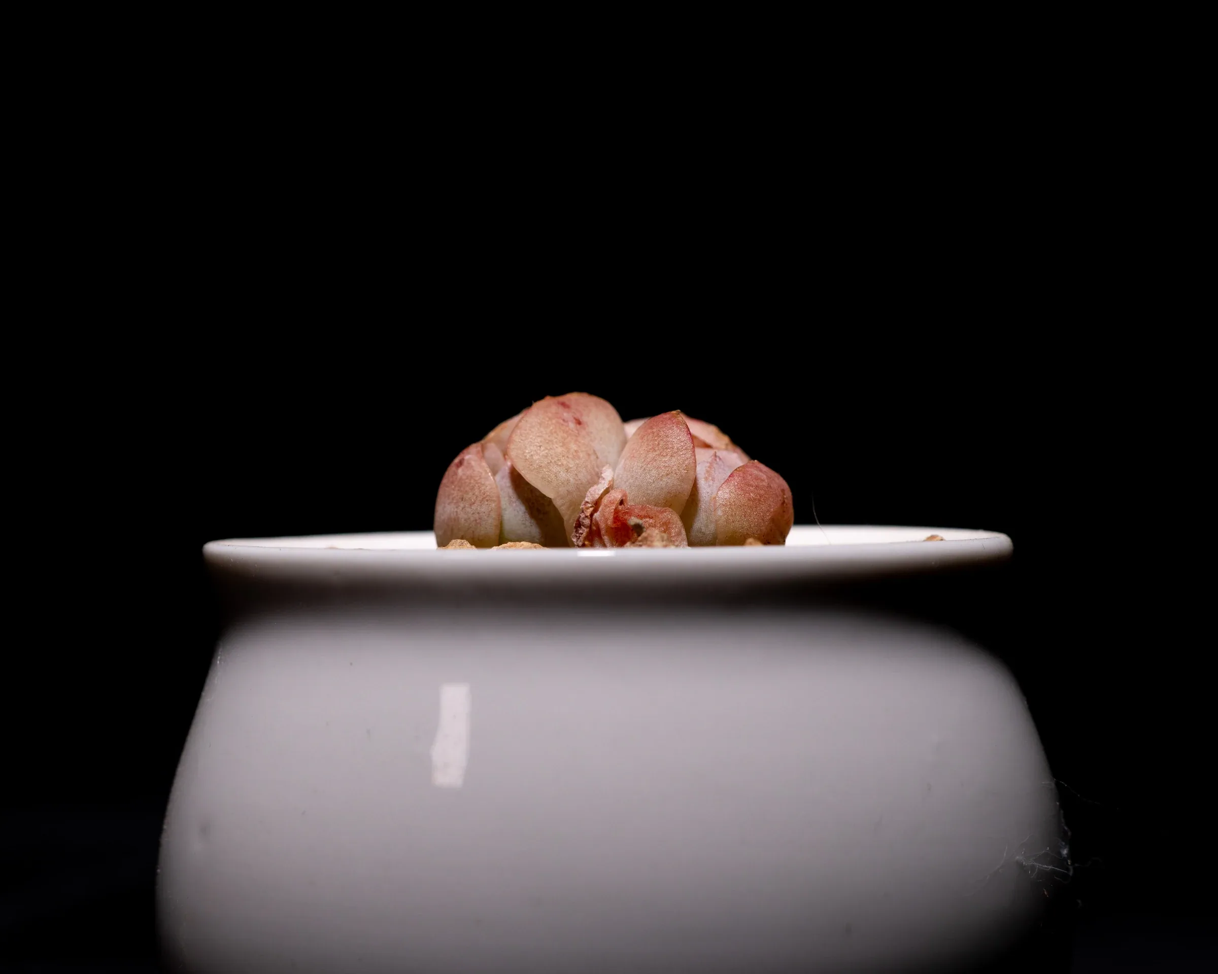 她的靈魂 16